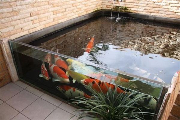 房子院内可以砌水池养鱼吗？-图1
