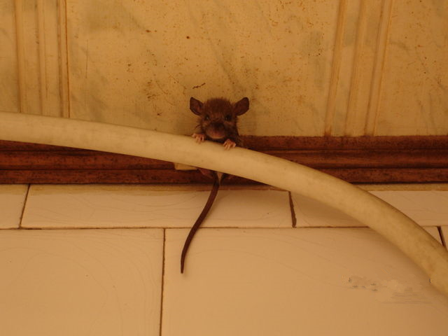 老鼠老是咬我家房门有什么不好吗？-图1