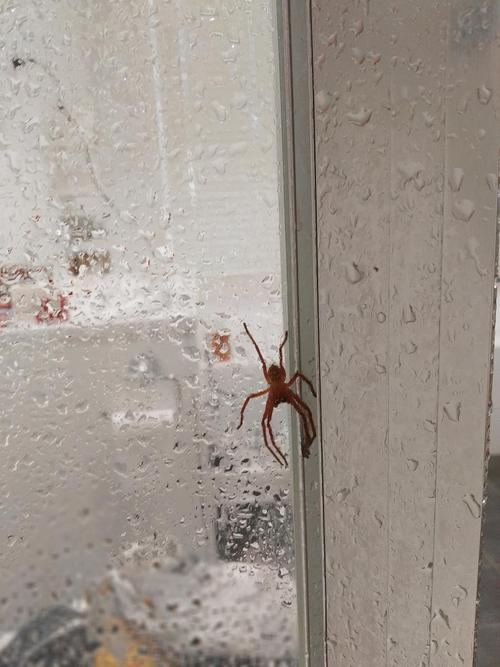 卧室门上爬了个蜘蛛好吗？-图1