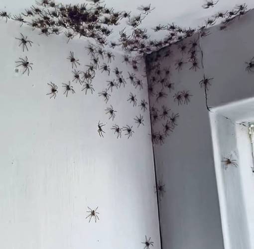 卧室门上爬了个蜘蛛好吗？-图2