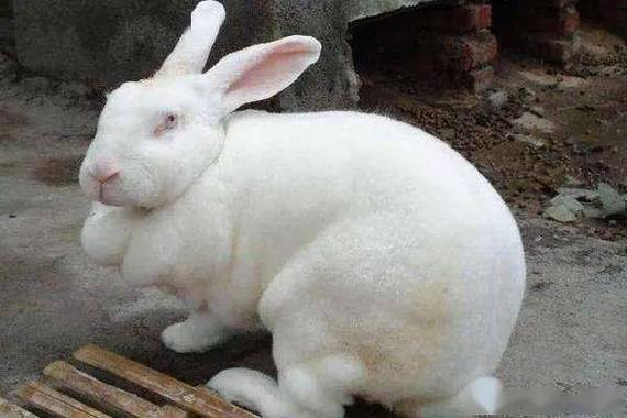家里养兔子有什么危害？-图2