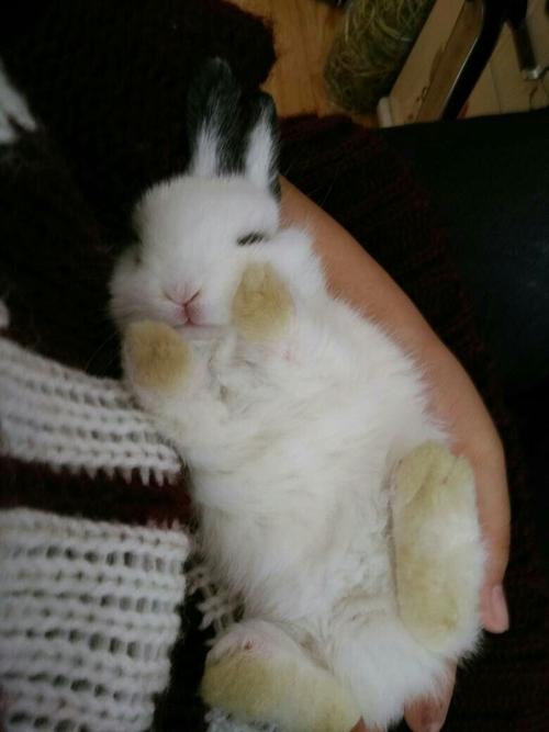家里有只兔子新买来另一只家里的兔子很烦躁？-图2