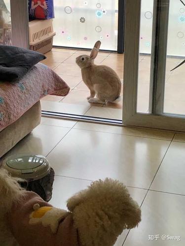 家里有只兔子新买来另一只家里的兔子很烦躁？-图1