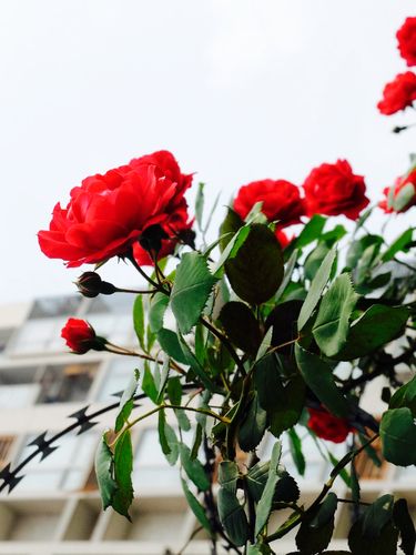 为什么带刺的玫瑰花不能种楼顶？-图3