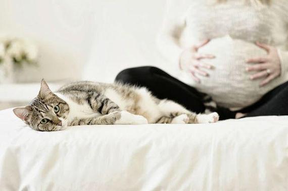 孕妇养猫的十大禁忌？-图2