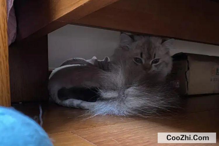 家里新来了一只猫，一直躲沙发底下不出来怎么办？-图1