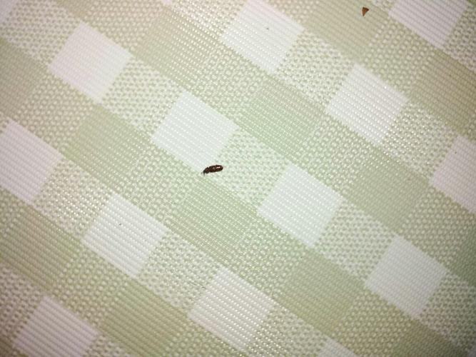 家里突然来了很多类似小甲虫的虫子，外壳硬硬的满屋子爬，是什么东西?怎样解决？-图2