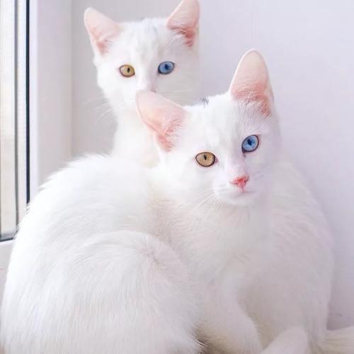 猫纯白是什么基因？-图3