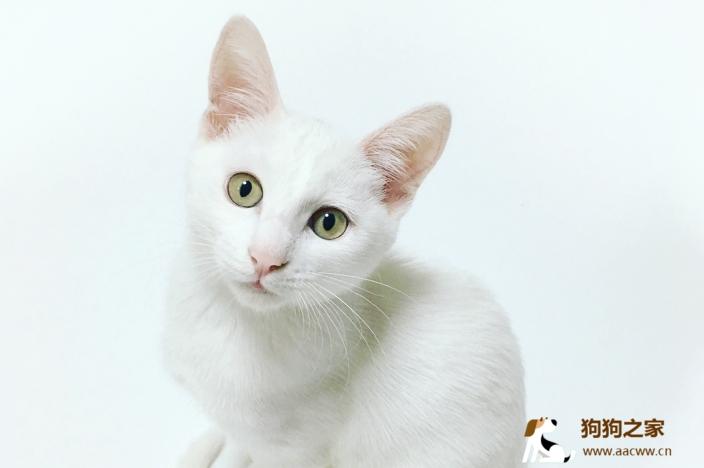 猫纯白是什么基因？-图2
