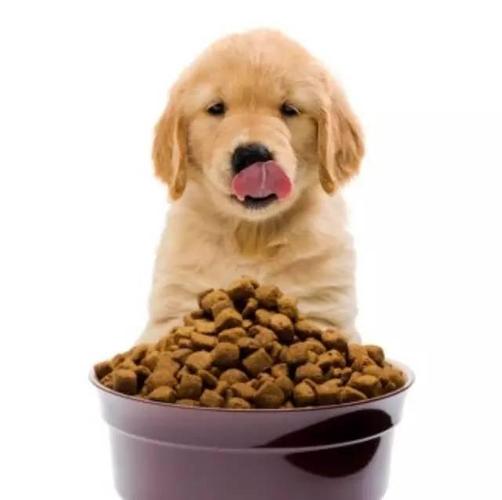狗狗身上味道重跟狗粮有关吗？-图1