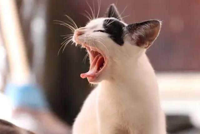 猫咪发出咳嗽声音怎么解决？-图3