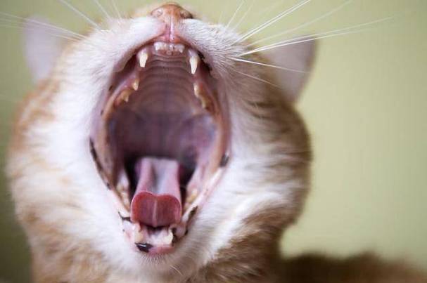 猫咪发出咳嗽声音怎么解决？-图1