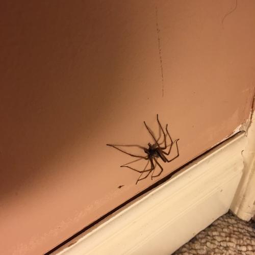 家里出现了好多蜘蛛，这象征什么？-图2
