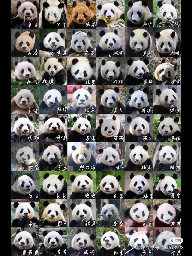 大熊猫的名字有哪些?-图2