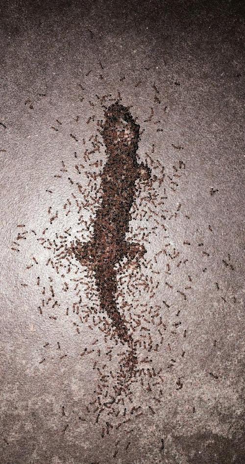 蚂蚁爬上身什么意思？-图1