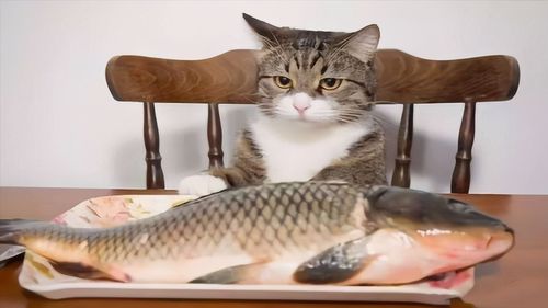 猫要吃鱼寓意？-图1