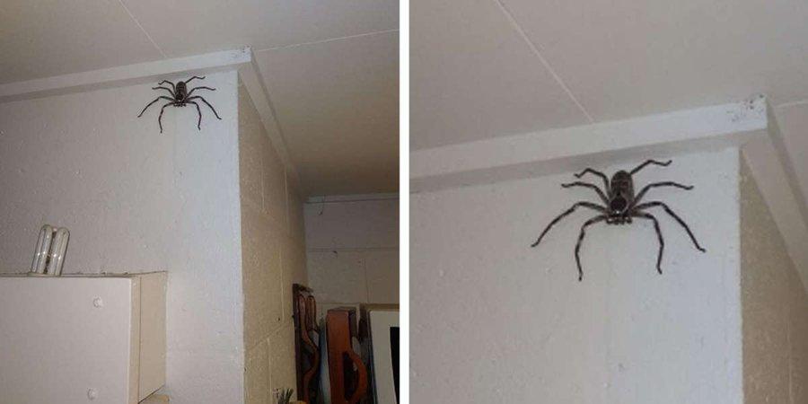 房间驱走蜘蛛的最佳方法？-图2