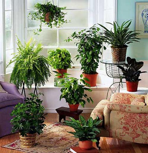 在室内摆放什么植物对室内风水好？-图1