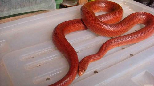 广东红色的蛇是什么蛇？-图3