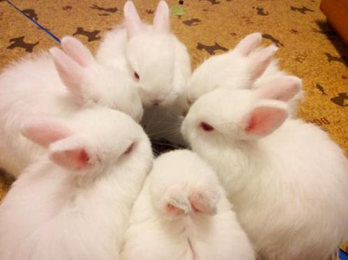 六只兔子是什么意思？-图1