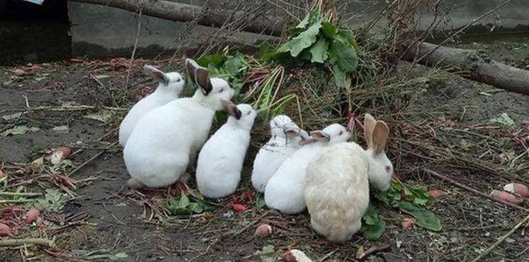 六只兔子是什么意思？-图3