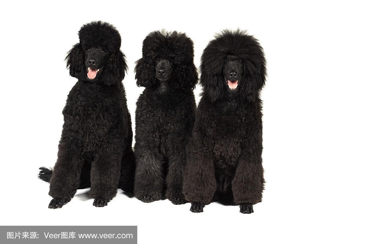 三只黑色的狗取什么名字？-图2