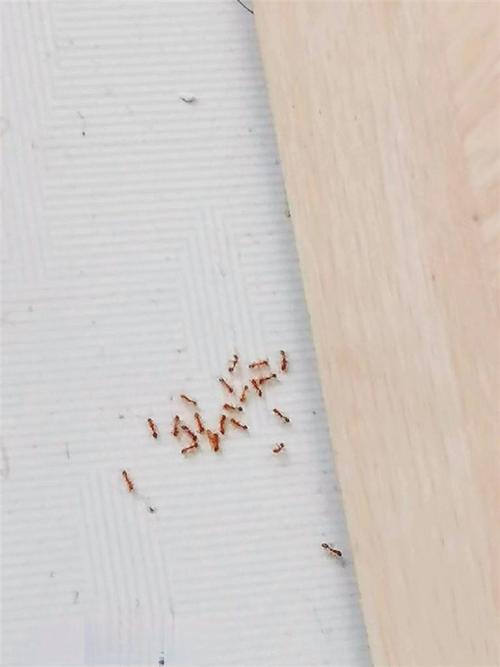 我家炕上有很多小黑蚂蚁怎么办啊？-图1