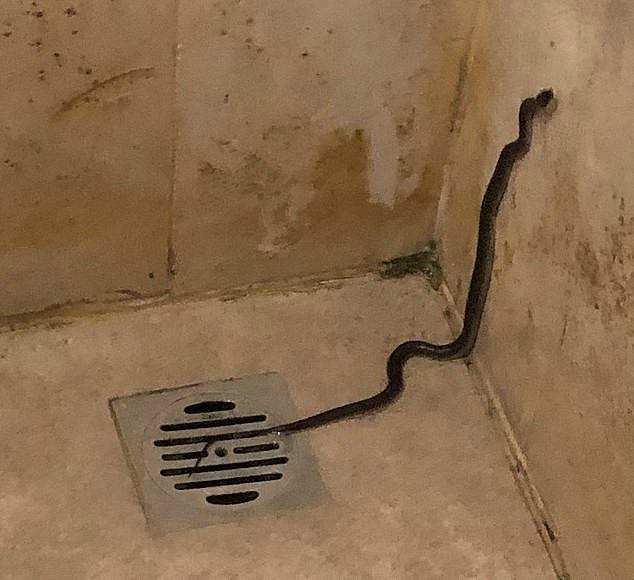 为什么我家下水道有蛇爬出来？-图1