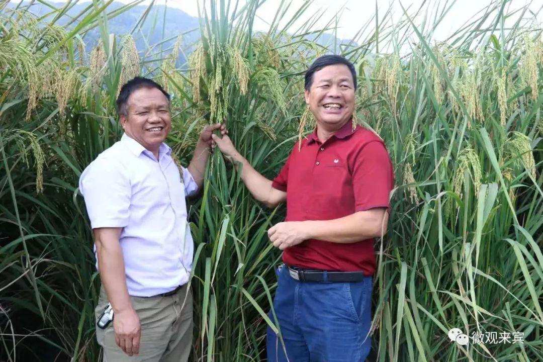 最高的水稻杆有多高？-图1