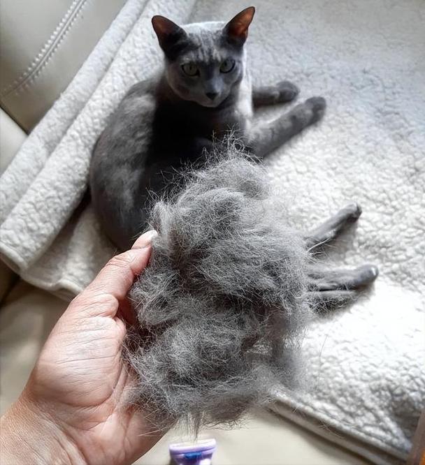 养猫掉毛太多，家里到处都是猫毛怎么办？-图2