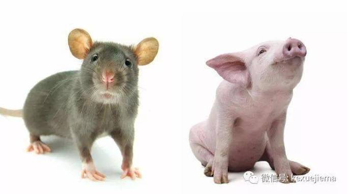 老鼠和猪有共同祖先吗？-图1