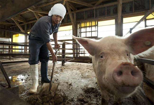 我是一个农民，家里困难想办个小型养猪场，可是没有资金怎么办？-图1