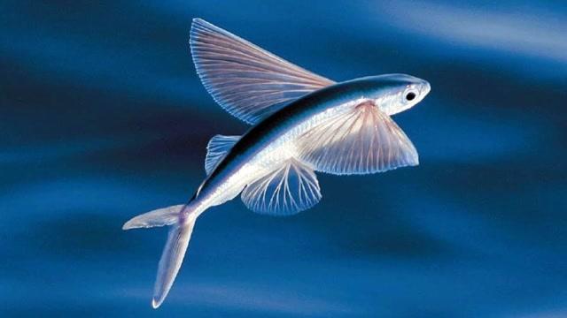 会飞的热带鱼真实长相？-图1