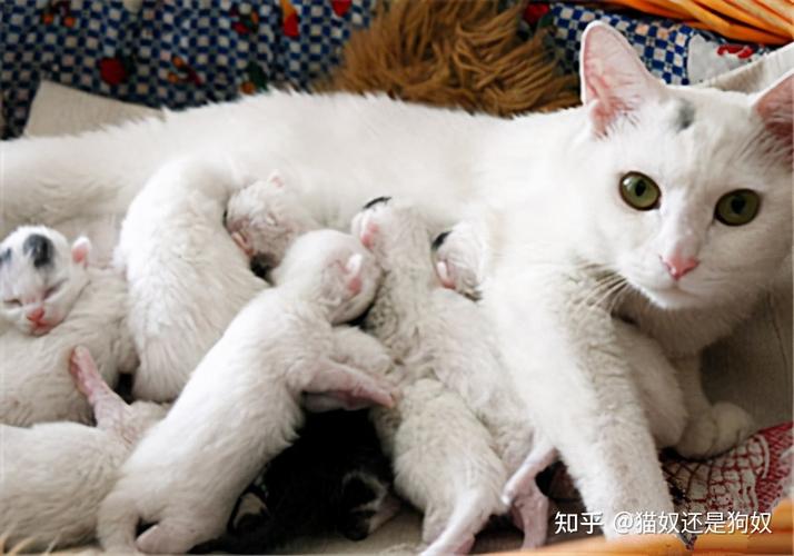 刚出生的小猫一晚上都在吃母乳？-图2