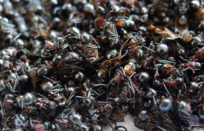为什么会有大量黑蚂蚁出现？-图2