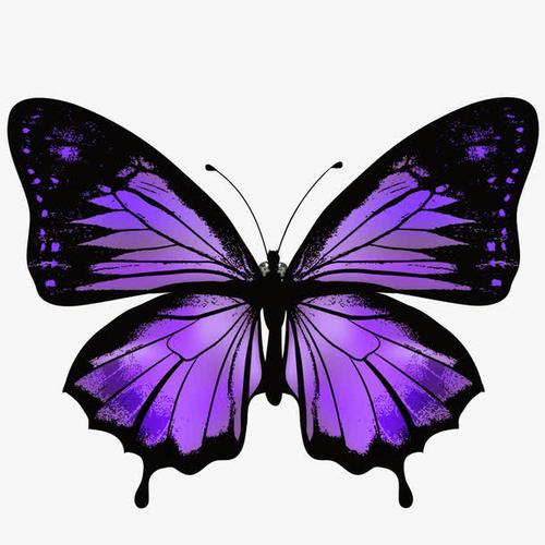 紫色的蝴蝶代表着什么？-图1