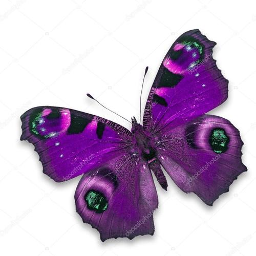 紫色的蝴蝶代表着什么？-图2