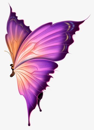 紫色的蝴蝶代表着什么？-图3
