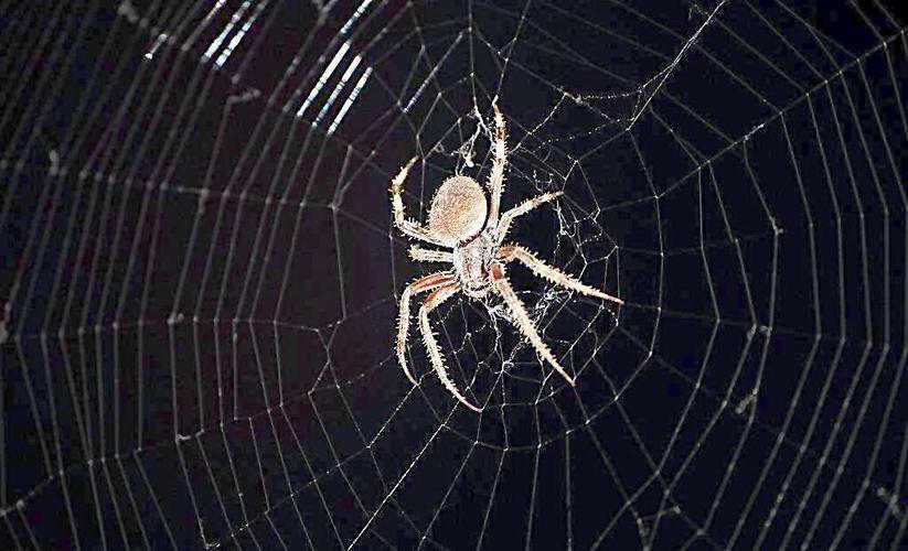 家里为什么有蜘蛛网啊？-图1