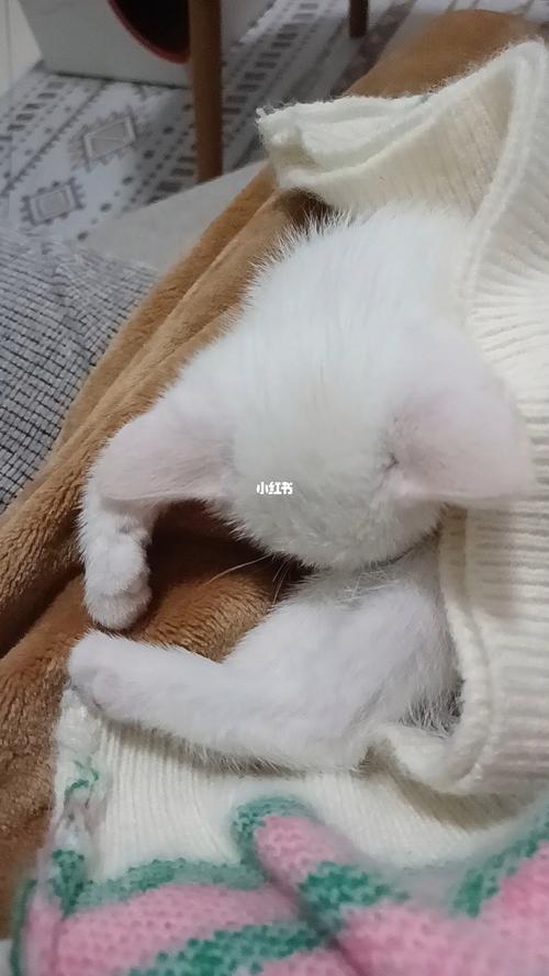 刚出生的小猫睡觉为什么会一抽一抽的？-图3