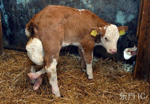 牛怀孕要几个月才能生下小牛？-图1