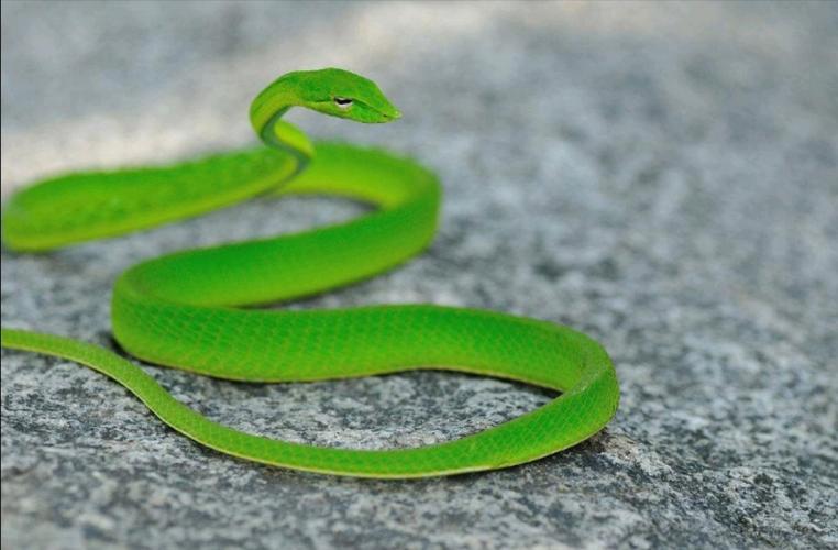 青绿色的蛇有几种？-图1