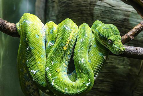 青绿色的蛇有几种？-图3