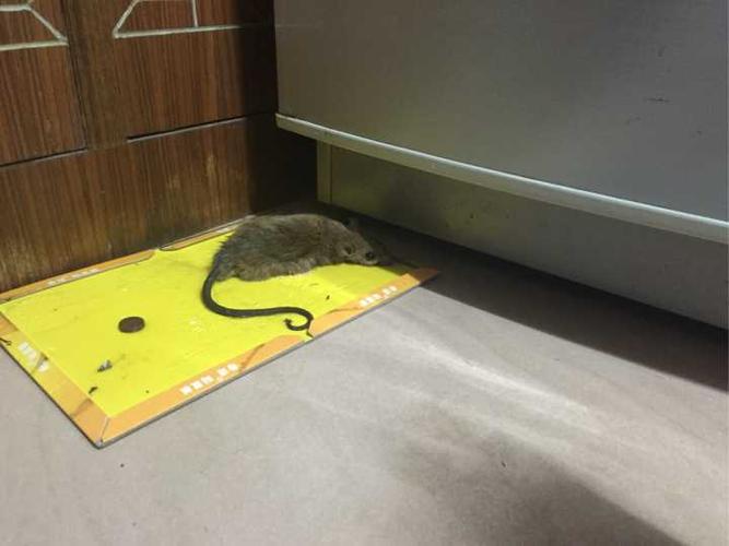 房间里跑进一只大老鼠，把门关上找，却怎么也找不到了。怎么办呢？晚上还要在此房间睡觉呢？-图1