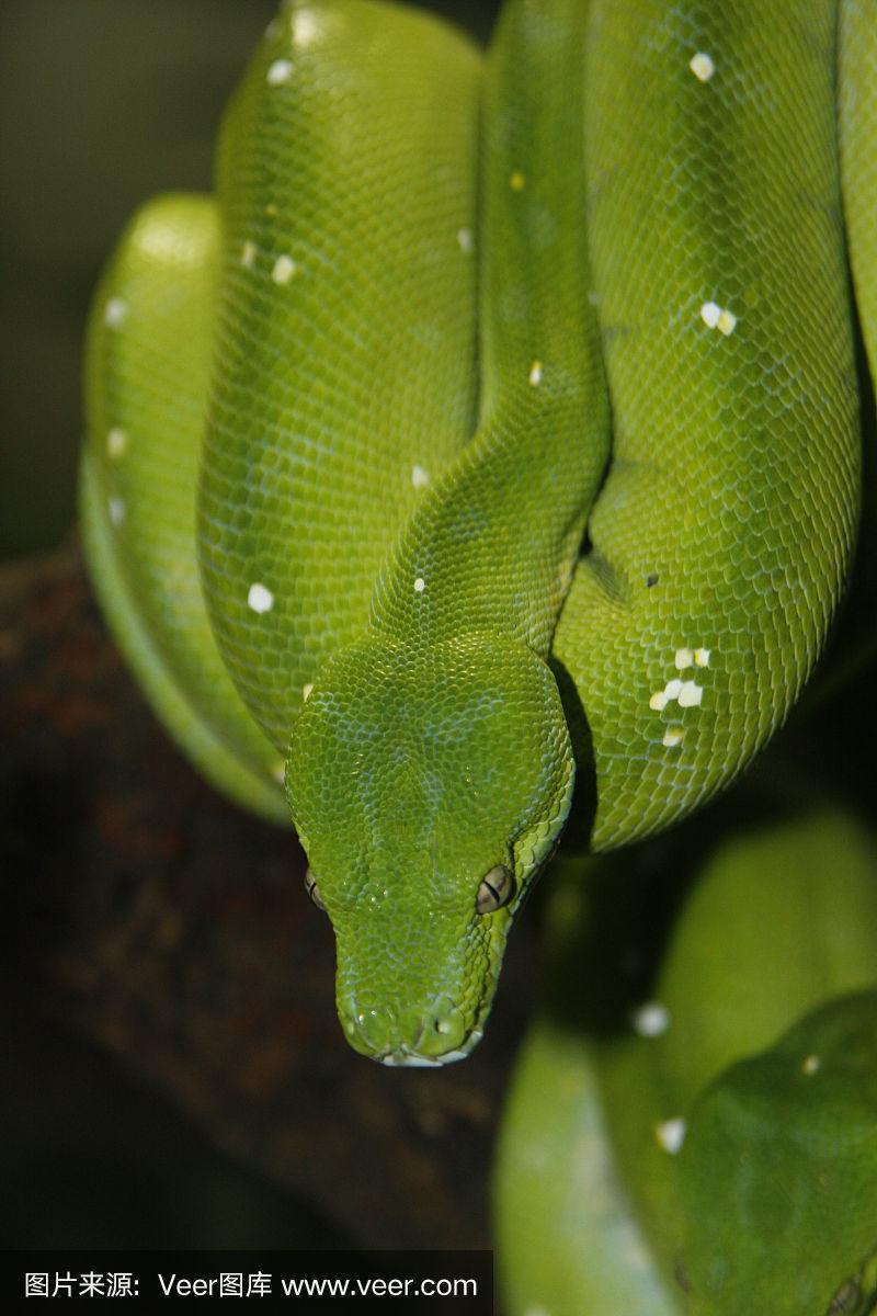 一米五左右的纯绿蛇是什么蛇？-图3