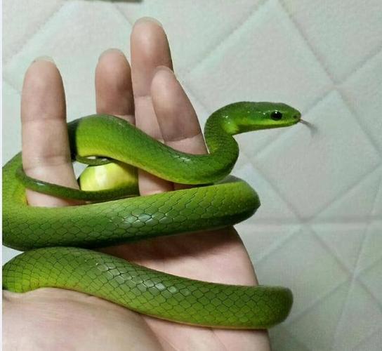 一米五左右的纯绿蛇是什么蛇？-图2