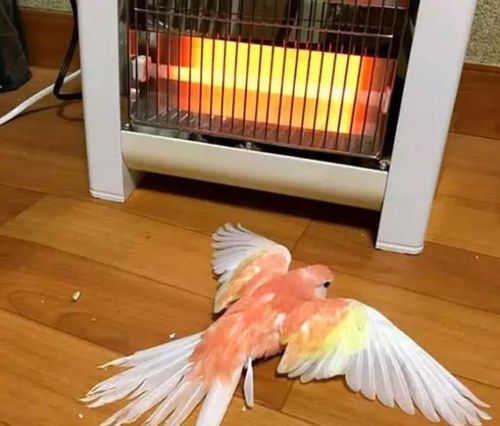 家里有暖气可以直接孵化鹦鹉吗？-图3
