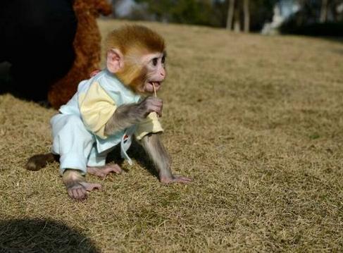 怀孕可以养猴吗？-图1