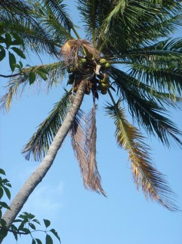 椰子树的民间传说？-图2