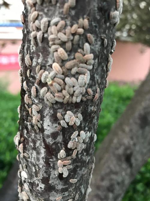 树上长的像虫子一样的东西？-图2